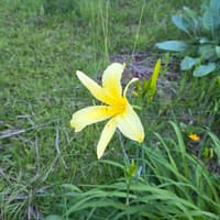 Hemerocallis lilioasphodelus thumbnail