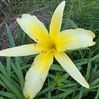 Hemerocallis lilioasphodelus thumbnail