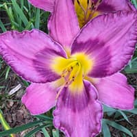 A Taste of Asheville thumbnail