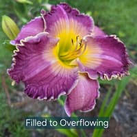 Filled to Overflowing thumbnail