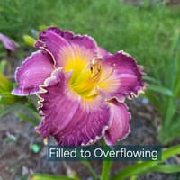 Filled to Overflowing thumbnail