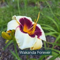 Wakanda Forever thumbnail