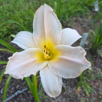 Spacecoast Snow Flake thumbnail