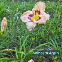 Valdosta Again thumbnail