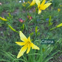 Citrina thumbnail