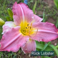 Rock Lobster thumbnail