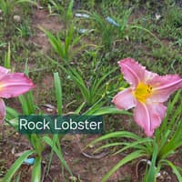 Rock Lobster thumbnail
