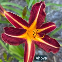 Ahoya thumbnail