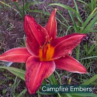 Campfire Embers thumbnail