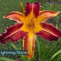 Lightning Storm thumbnail