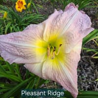 Pleasant Ridge thumbnail
