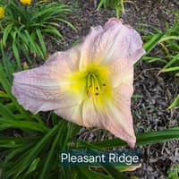 Pleasant Ridge thumbnail
