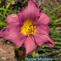 Purple Mystery thumbnail