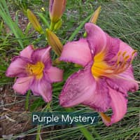 Purple Mystery thumbnail