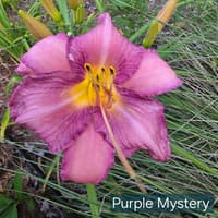 Purple Mystery thumbnail