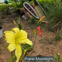 Prairie Moonlight thumbnail