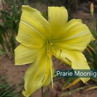 Prairie Moonlight thumbnail