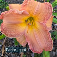 Parlor Light catalog image