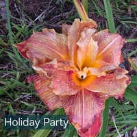 Holiday Party thumbnail