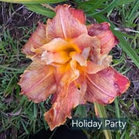Holiday Party thumbnail