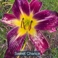 Sweet Chance catalog image