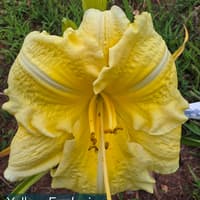 Yellow Explosion catalog image