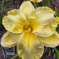 Ram thumbnail
