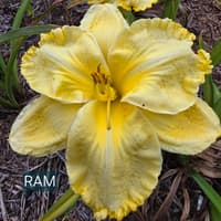 Ram thumbnail