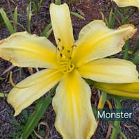 Monster thumbnail