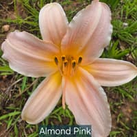 Almond Pink catalog image