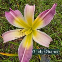 Gitche Gumee catalog image