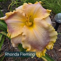 Rhonda Fleming catalog image