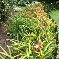 MYTHICAL MOIUNTAIN DAYLILY GARDENS  thumbnail