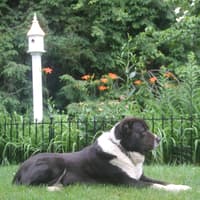 MYTHICAL MOIUNTAIN DAYLILY GARDENS  thumbnail