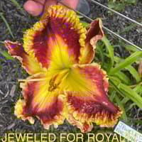 MYTHICAL MOIUNTAIN DAYLILY GARDENS  thumbnail