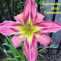 Remembering Bob Catherwood thumbnail