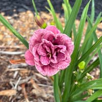 Royal Roses thumbnail
