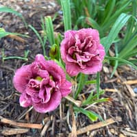 Royal Roses thumbnail