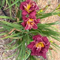 Purple seedling thumbnail