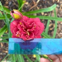Red Mini thumbnail