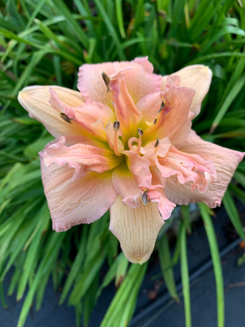 Pink Pirouette from RollingOaksDaylilies