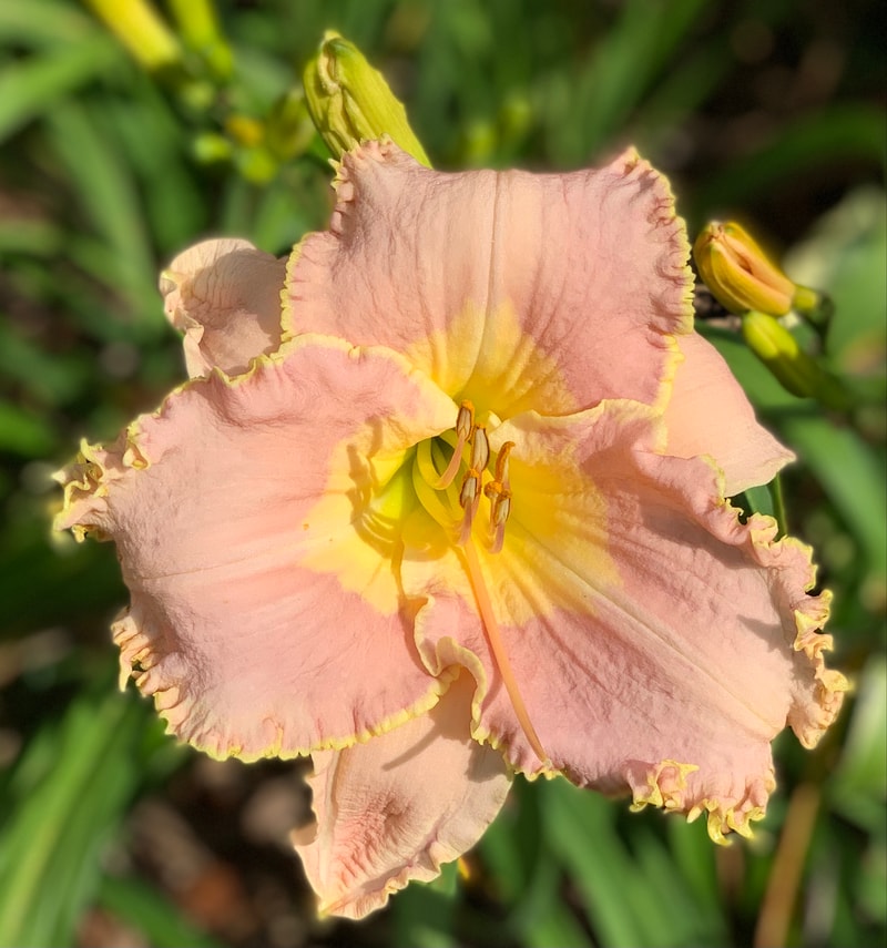 Lavender Heartthrob from RollingOaksDaylilies