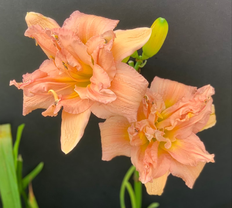 Pink Pirouette from RollingOaksDaylilies