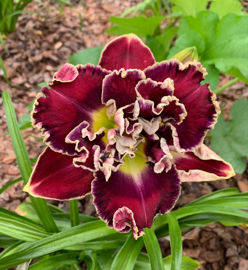 Flash of Mischief from RollingOaksDaylilies