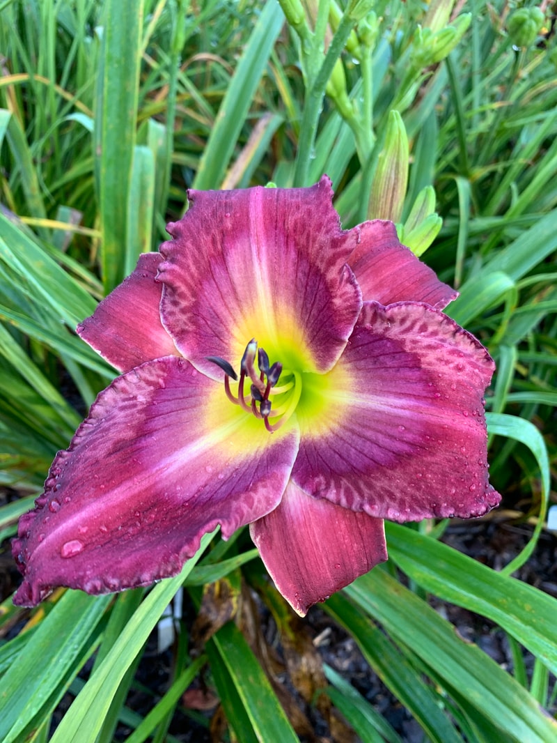 Memnoch's Bride from RollingOaksDaylilies