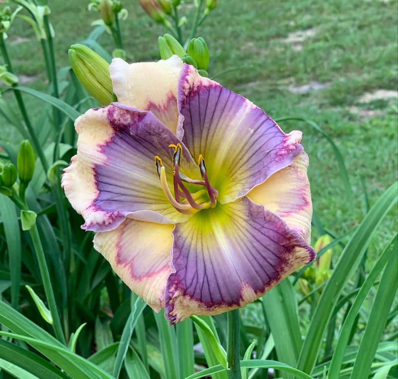Yoga Man from RollingOaksDaylilies