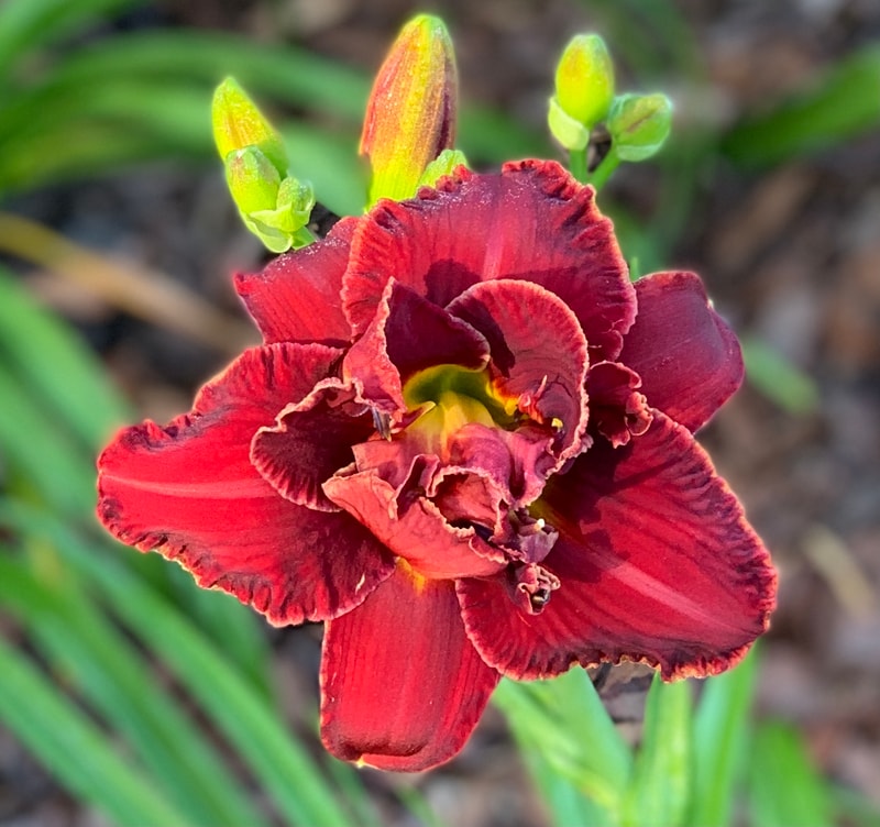 Spacecoast Playing with Fire from RollingOaksDaylilies