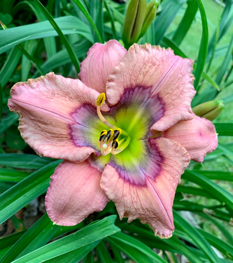 Arcane Pattern from RollingOaksDaylilies