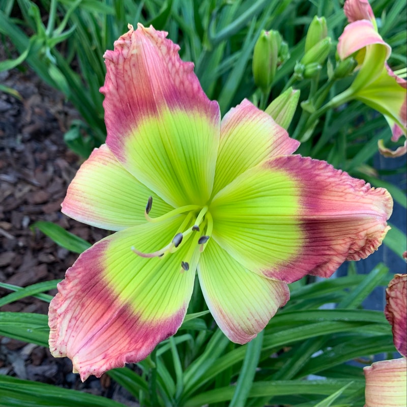 Pinewood Green Flash from RollingOaksDaylilies