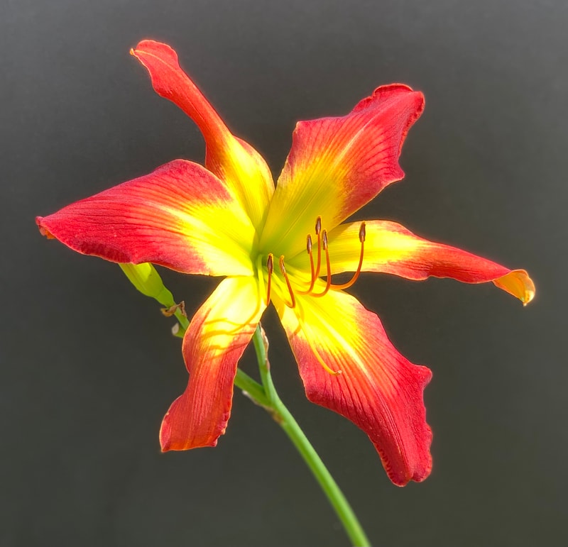 High Blaze from RollingOaksDaylilies